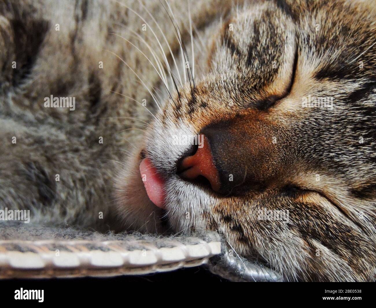 Large photo of a domestic cat sleeping with his tongue out , closeup using macro, shot of cat